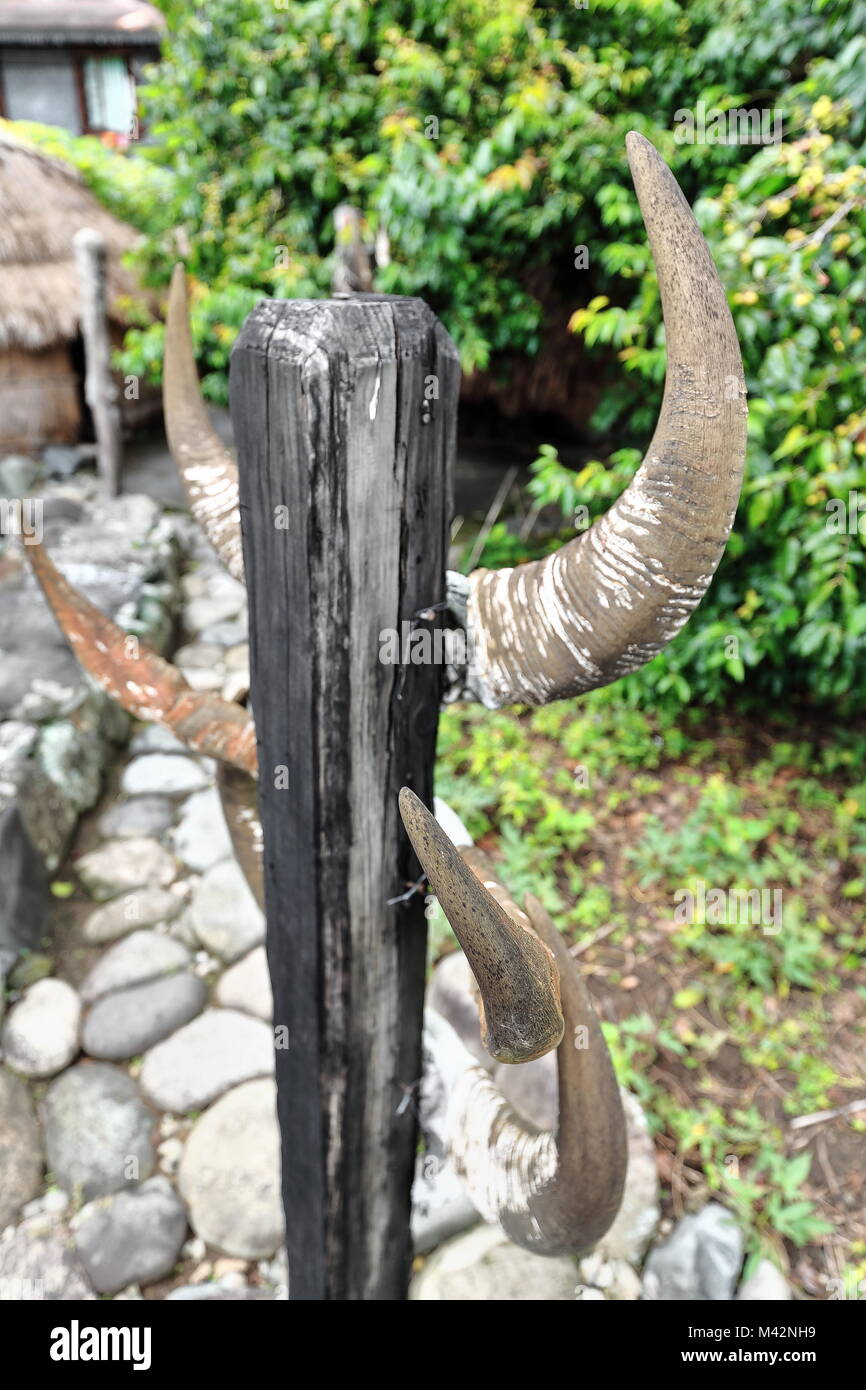 Shak - khod carabao Horn auf einer hölzernen Pfosten häufig außerhalb der Bontoc Häuser gelegt wird, um anzuzeigen, wie viele Kinder der Familie verheiratet. Mountain pro Stockfoto