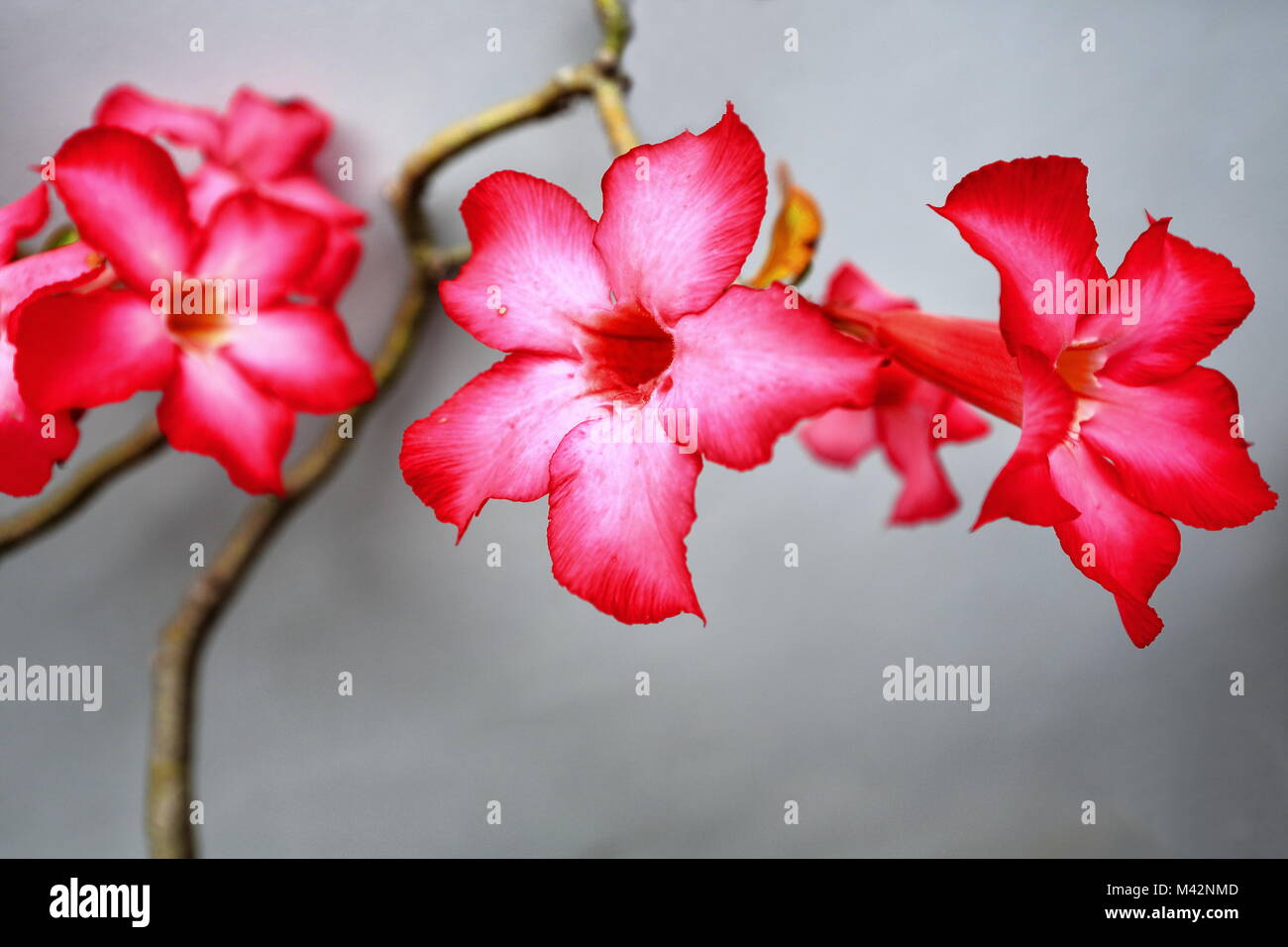 Rot - rosa Desert Rose Blumen blühen im Garten zwischen den lokalen ethnologische Museum und Saint Vincent's Grundschule. Bontoc-Mountain pro Stockfoto