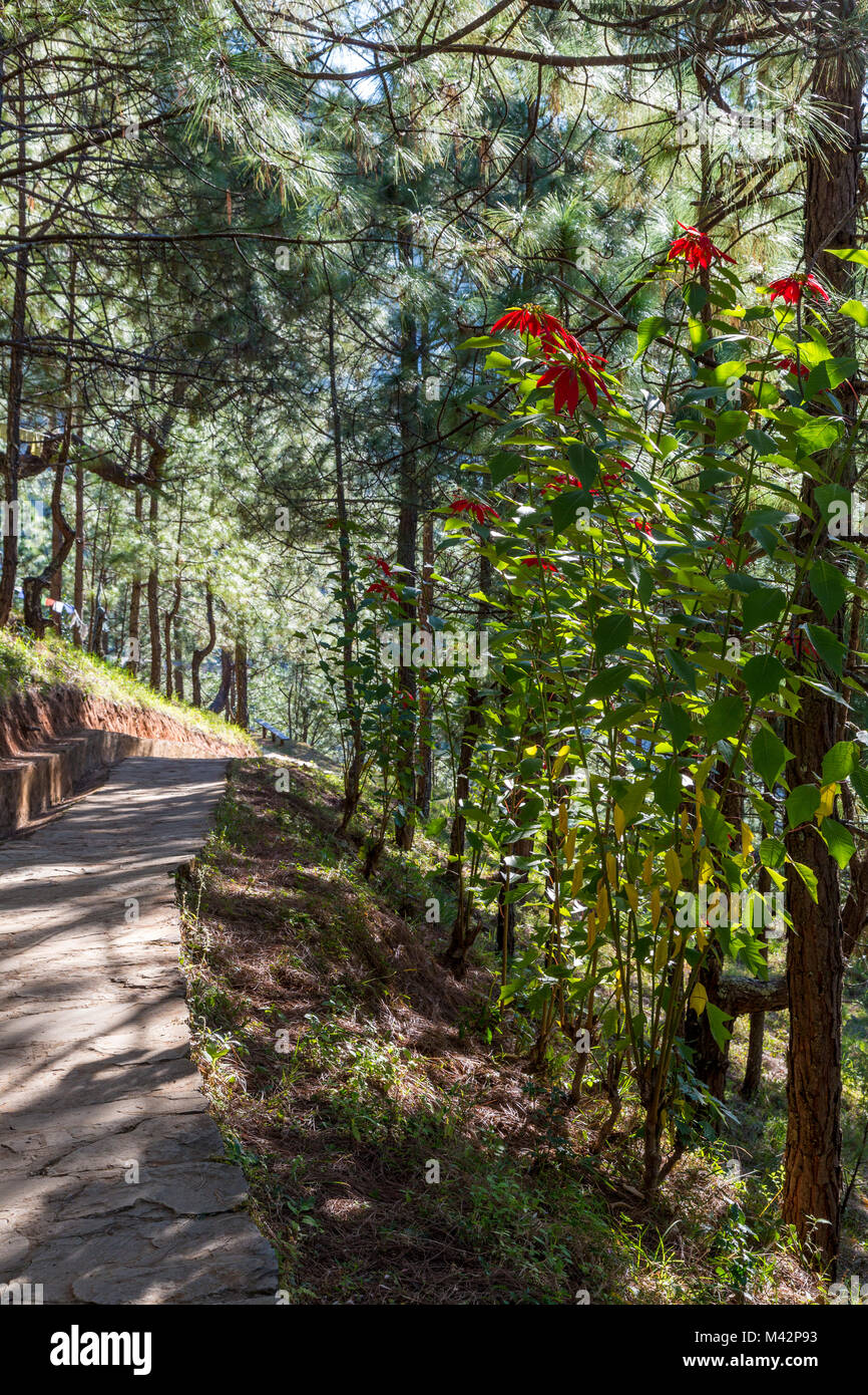 Punakha, Bhutan. Immergrüne Wald am Hang oberhalb der Mo River Valley. Stockfoto