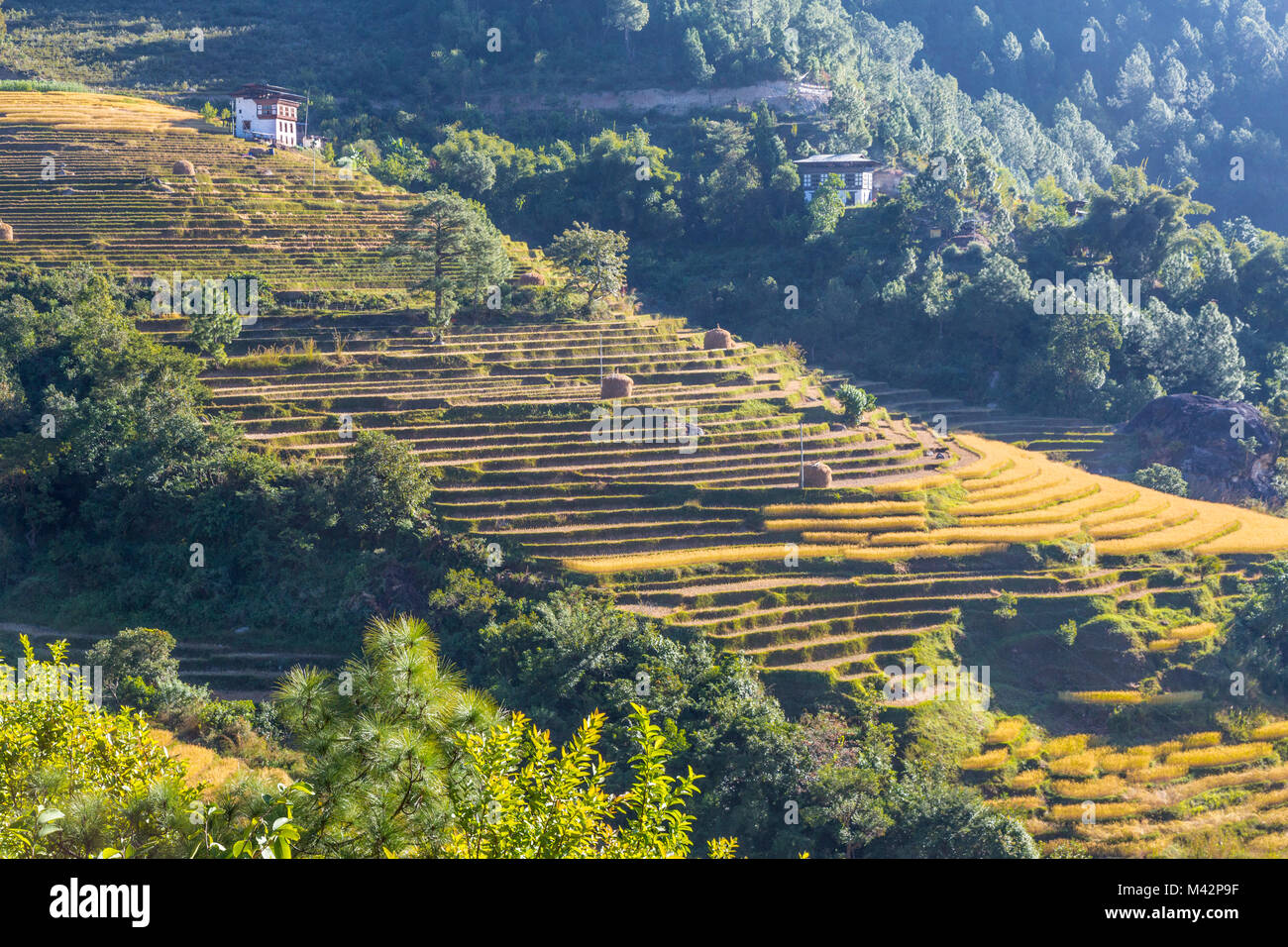 Punakha, Bhutan. Reis Terrassen am Hang oberhalb der Mo River Valley, bereit für die Ernte. Stockfoto