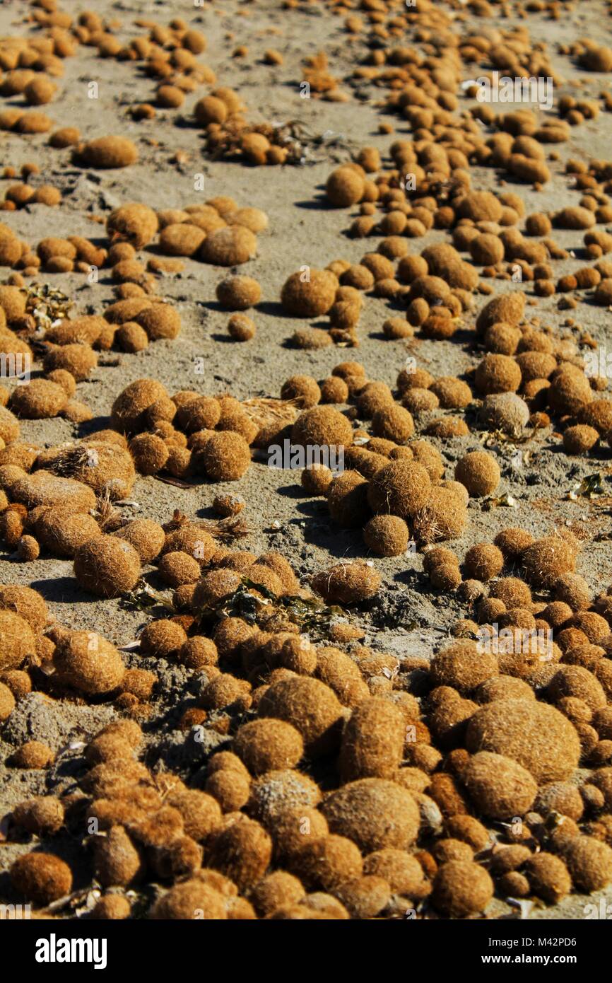 Trockenen ozeanischen Posidonia seaweed Kugeln auf den Strand und Sand Textur an einem sonnigen Tag im Winter Stockfoto