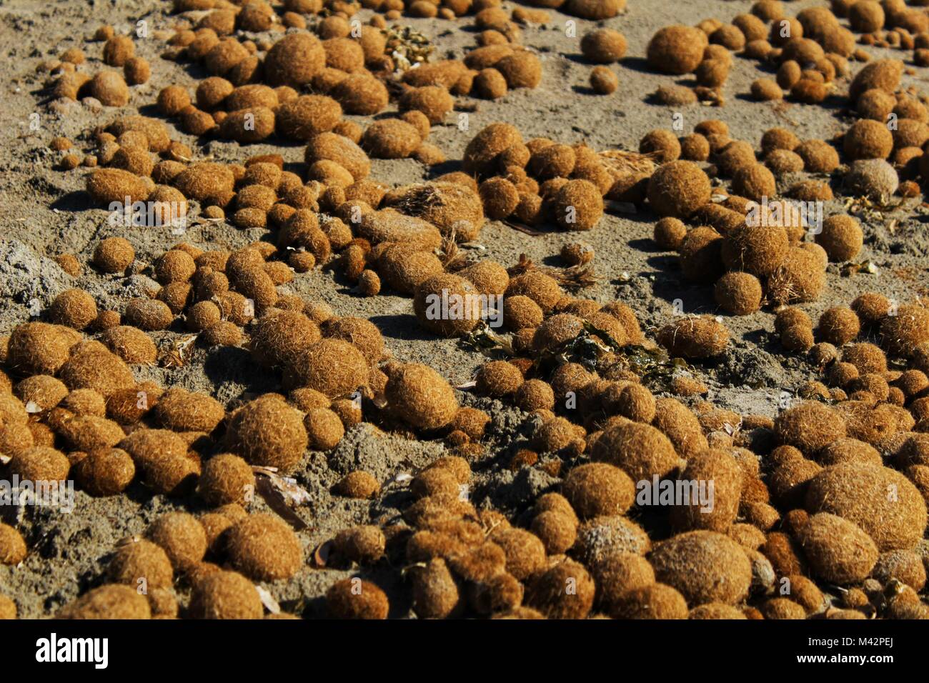 Trockenen ozeanischen Posidonia seaweed Kugeln auf den Strand und Sand Textur an einem sonnigen Tag im Winter Stockfoto