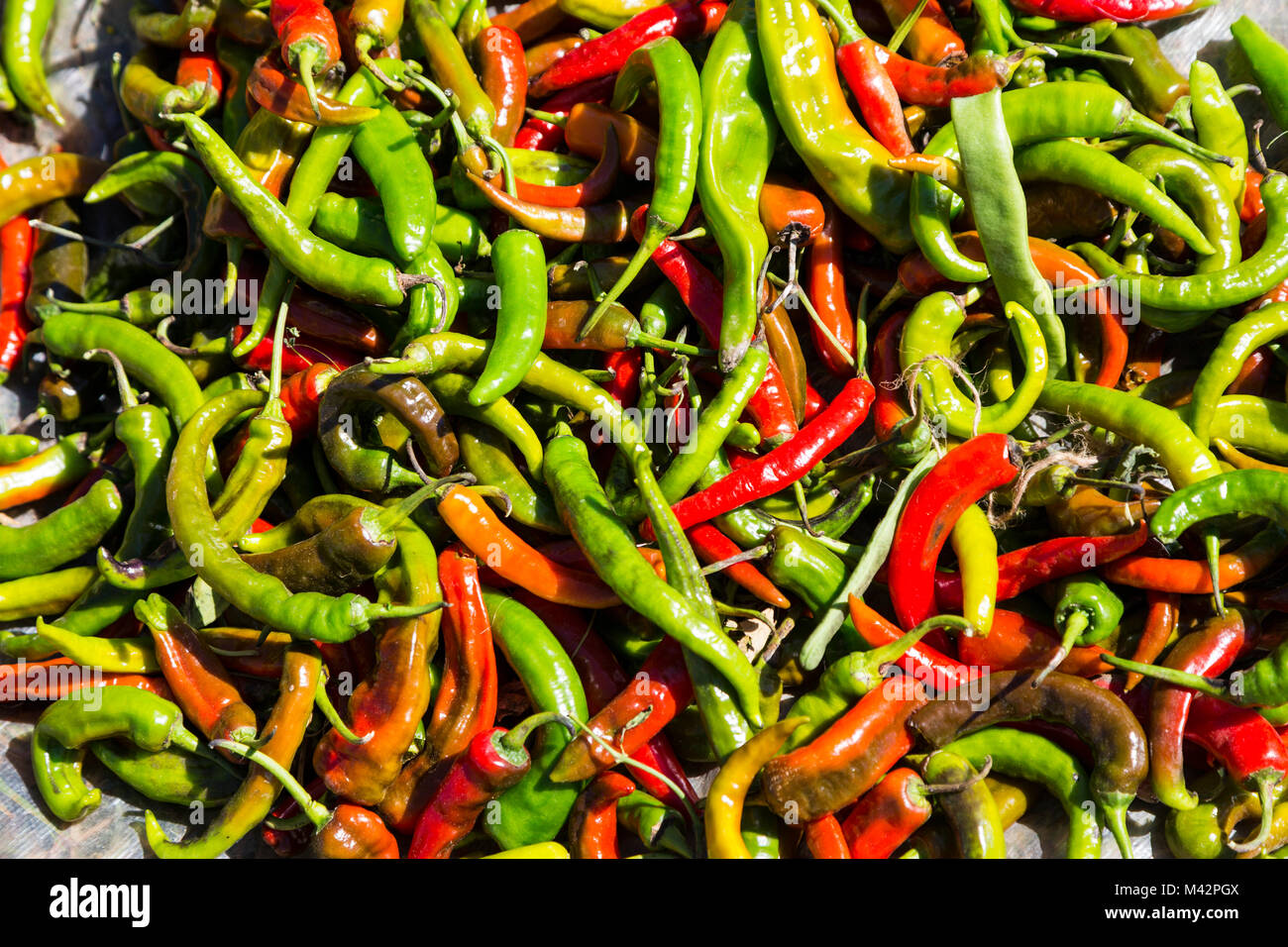 Punakha, Bhutan. Rote und grüne Paprika in der Obst- und Gemüsemarkt. Stockfoto