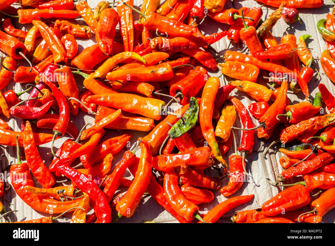 Punakha, Bhutan. Leuchtend rote Chilischoten, Lobeysa Markt. Stockfoto