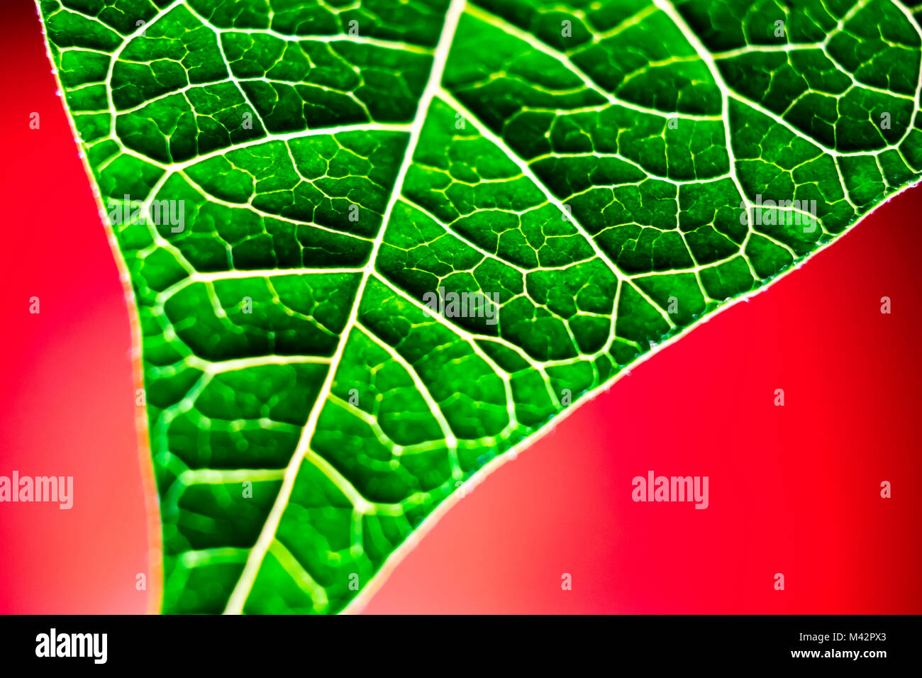 Weihnachtsstern Blätter Stockfoto