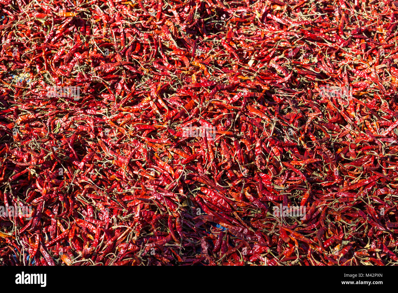 Punakha, Bhutan. Chili Peppers, Lobeysa Markt. Stockfoto