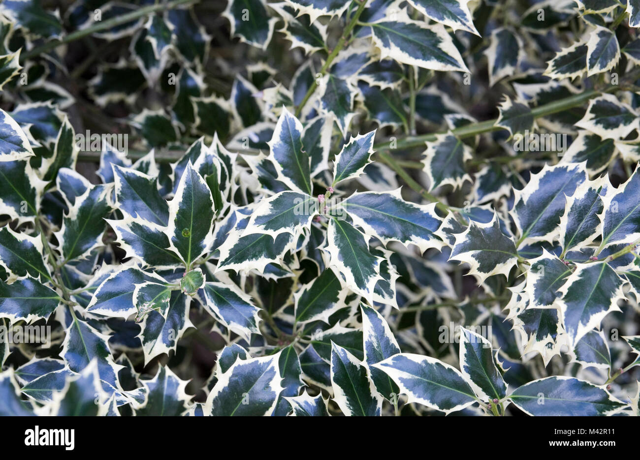 Ilex Aquifolium 'Elegantissima'. Stockfoto