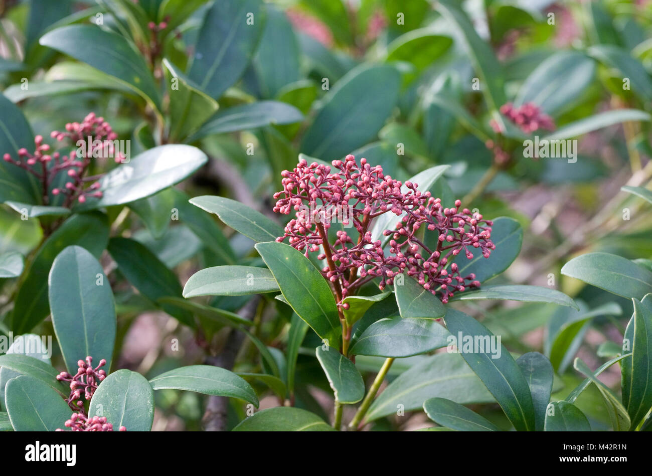 Skimmia japonica 'Rubella'. Stockfoto