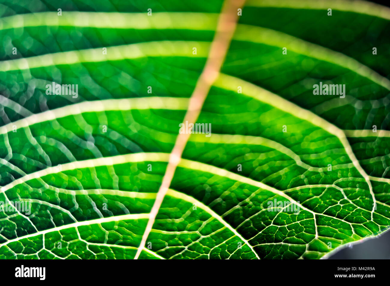 Weihnachtsstern Blätter Stockfoto