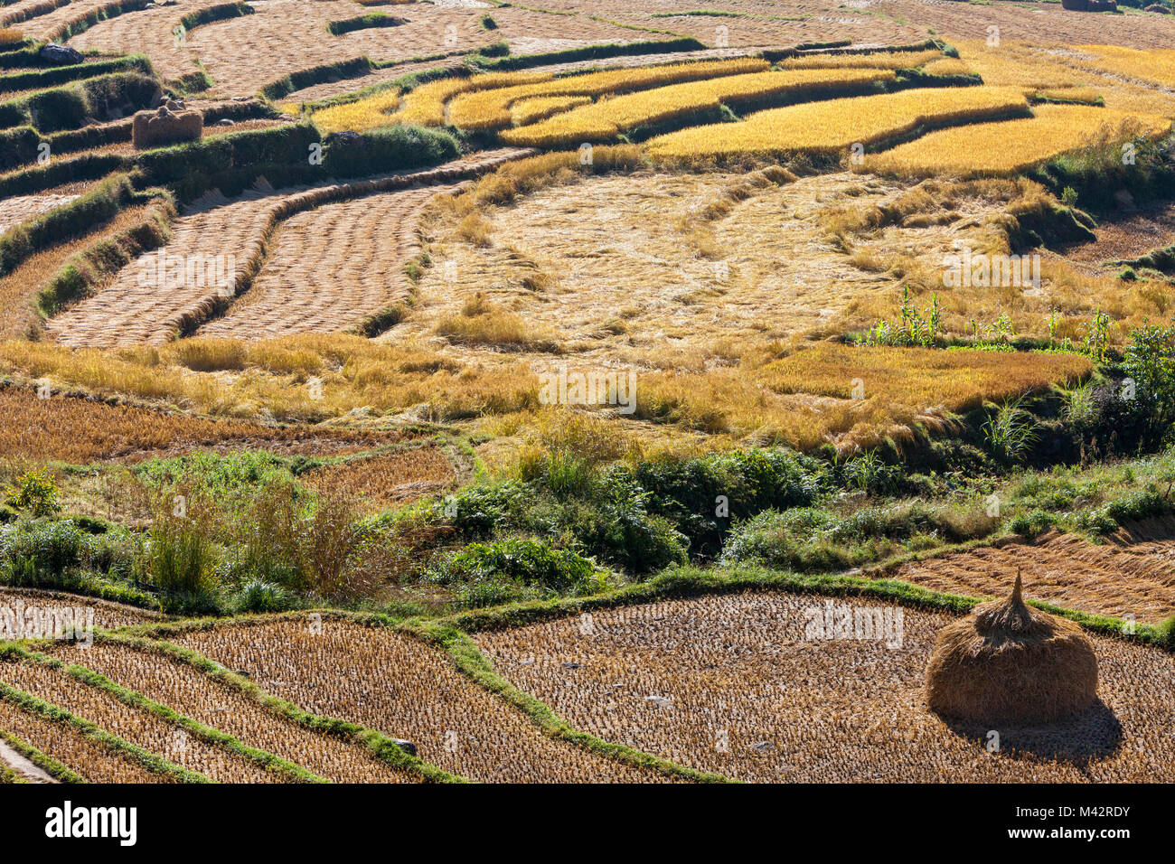 Punakha, Bhutan. Reisterrassen nach der Ernte entlang der Mo River Valley. Stockfoto