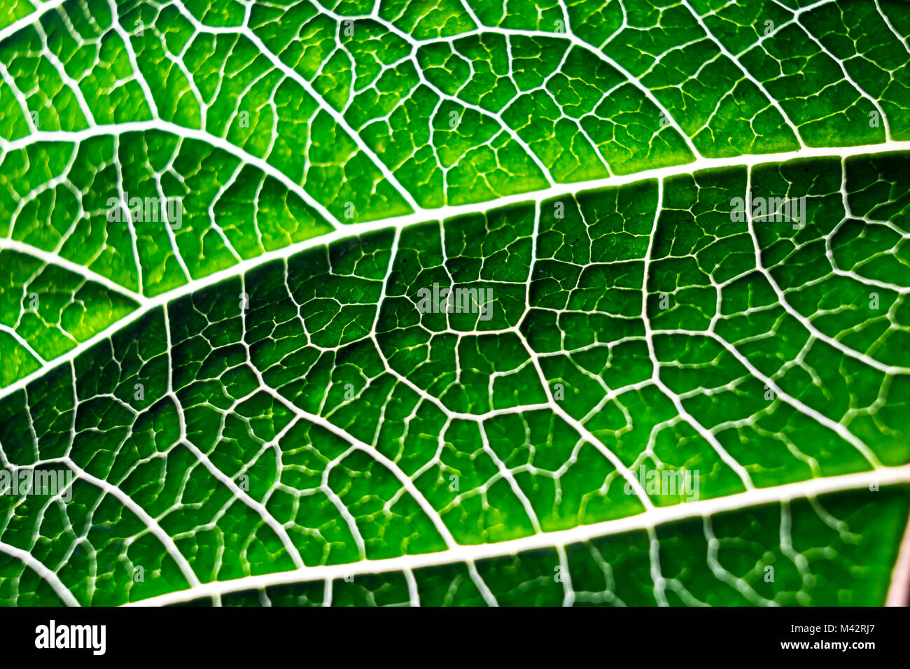 Weihnachtsstern Blätter Stockfoto