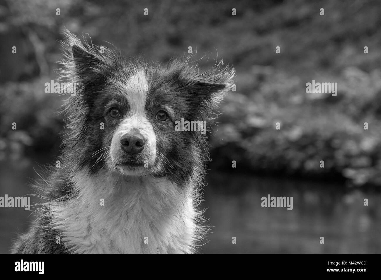 Nebel, der Border Collie Stockfoto