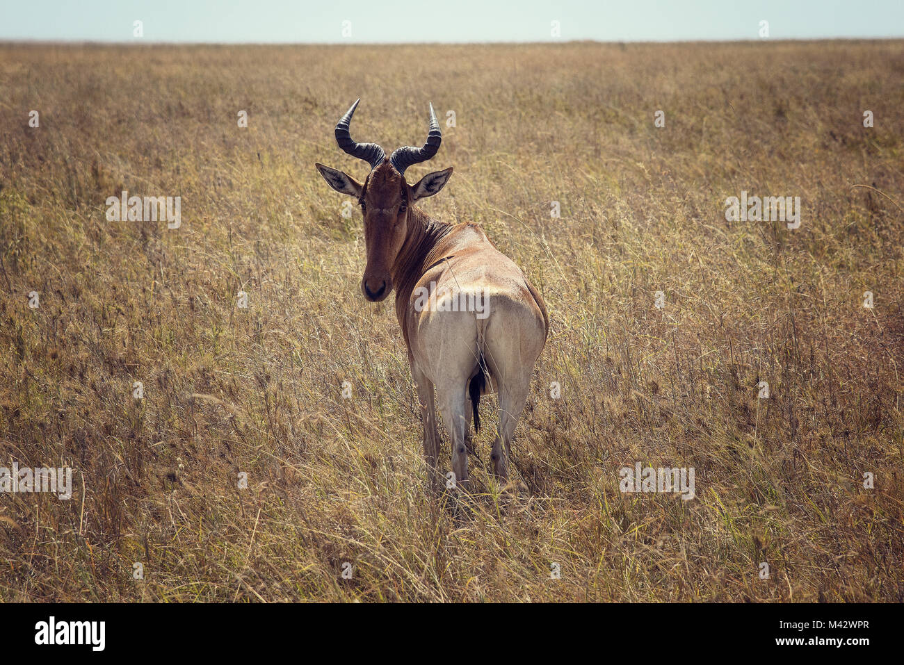 Serengeti National Park Antilope im Jahr 2015 getroffen Stockfoto