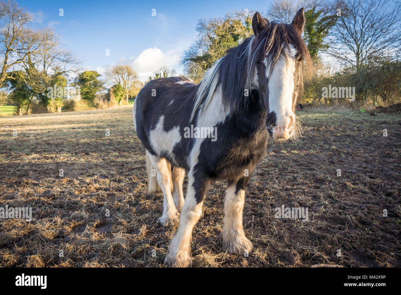 Schwarze shire Pferd (Equus caballus) mit weißen Abzeichen, England, Großbritannien Stockfoto