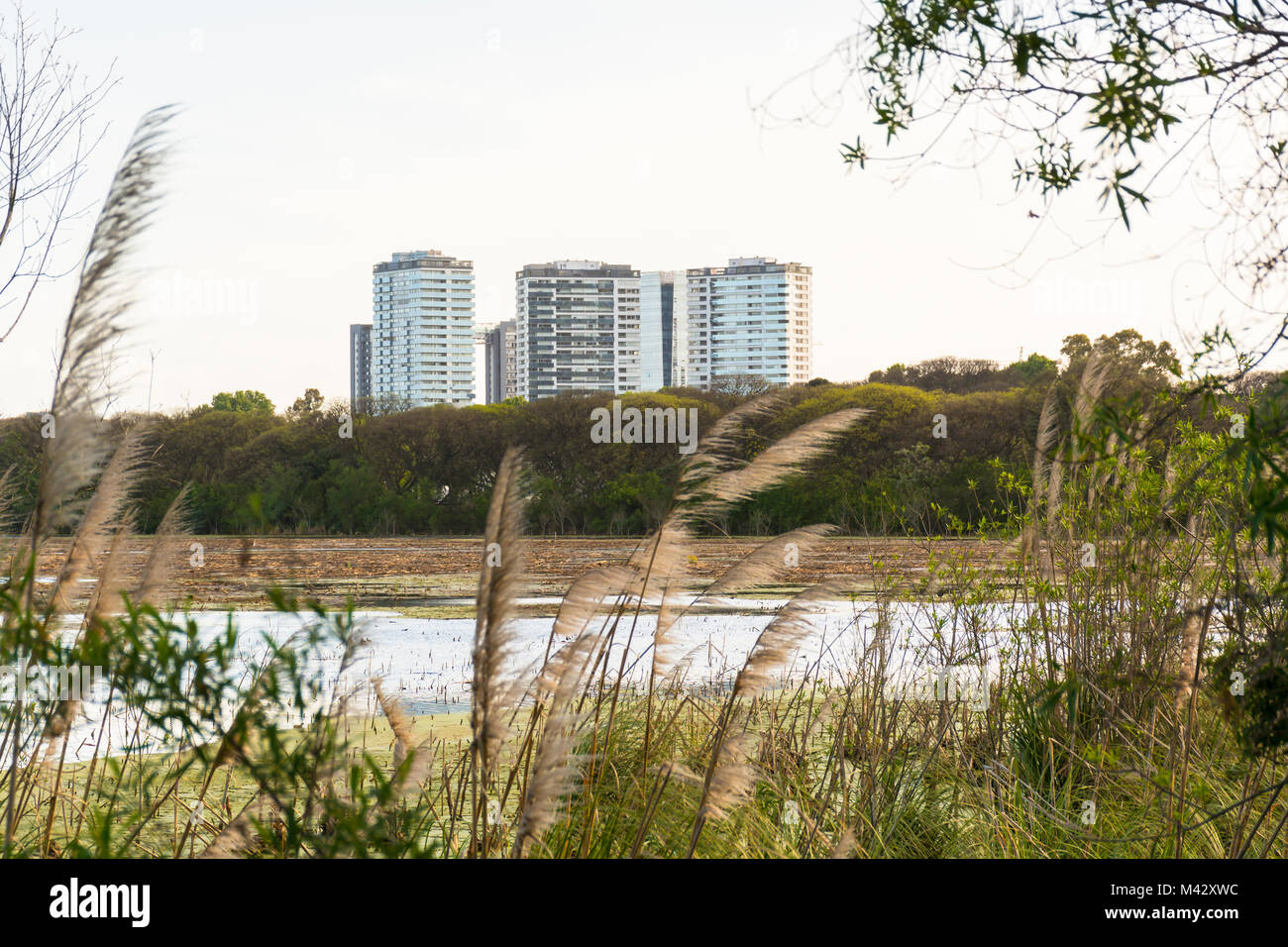 Buenos Aires skyline viewd von Costanera Sur Ecological Reserve, Puerto Madero, Buenos Aires, Argentinien Stockfoto