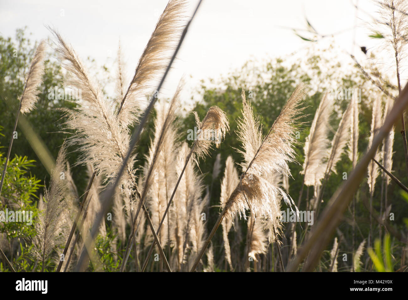 Pampas Gras (cortaderia selloana) in Buenos Aires Costanera Sur Ecological Reserve, Argentinien Stockfoto