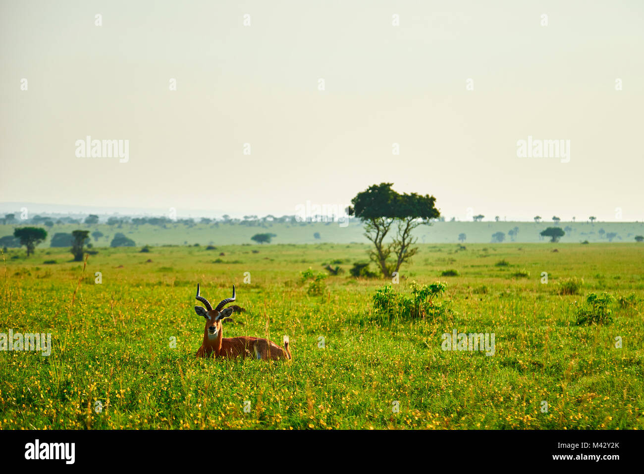 Afrikanische Landschaft mit Gazelle, Queen Elizabeth National Park, Kasese, Rwenzururu sub-region, Western Uganda Uganda, Afrika Stockfoto