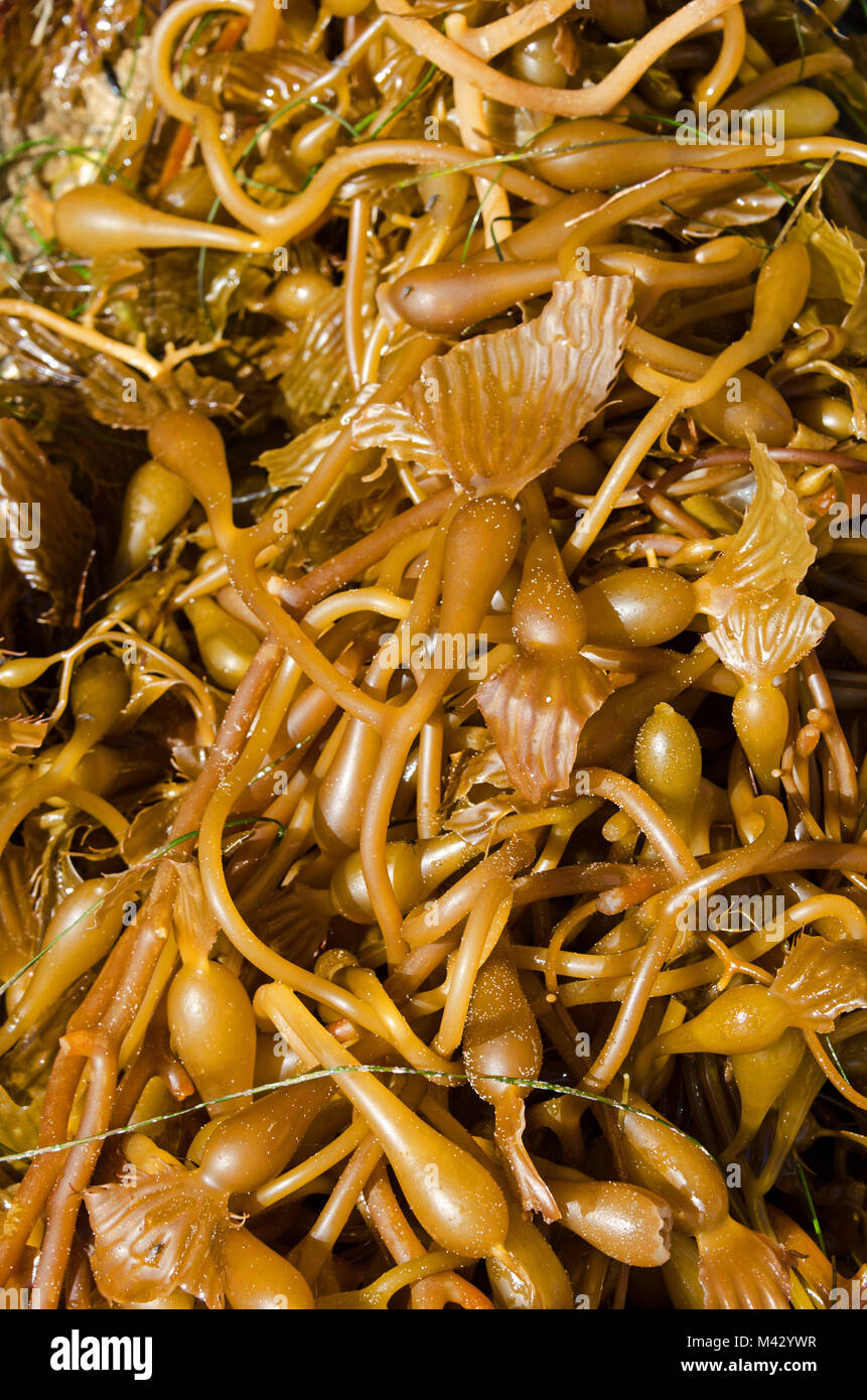 Giant kelp (Macrocystis pyrifera), El Matador State Beach, Malibu, Kalifornien Stockfoto