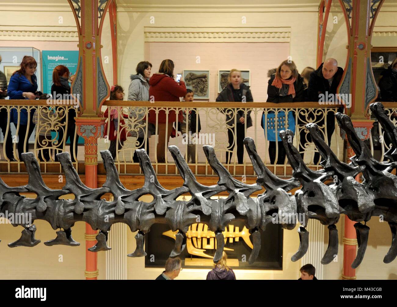 Dorset County Museum, Großbritannien. 14. Februar, 2018. Menschenmassen besuchen Dippy der Diplodocus in Dorset County Museum, UK Credit: Finnbarr Webster/Alamy leben Nachrichten Stockfoto