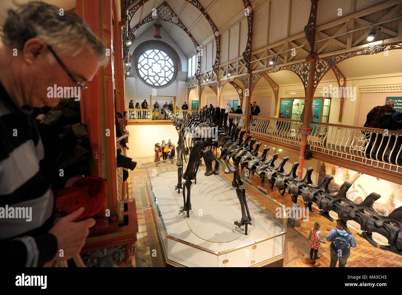 Dorset County Museum, Großbritannien. 14. Februar, 2018. Menschenmassen besuchen Dippy der Diplodocus in Dorset County Museum, UK Credit: Finnbarr Webster/Alamy leben Nachrichten Stockfoto
