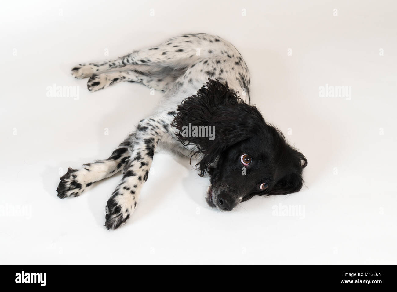 Schöne weibliche Spaniel liegt auf weißem Hintergrund Stockfoto