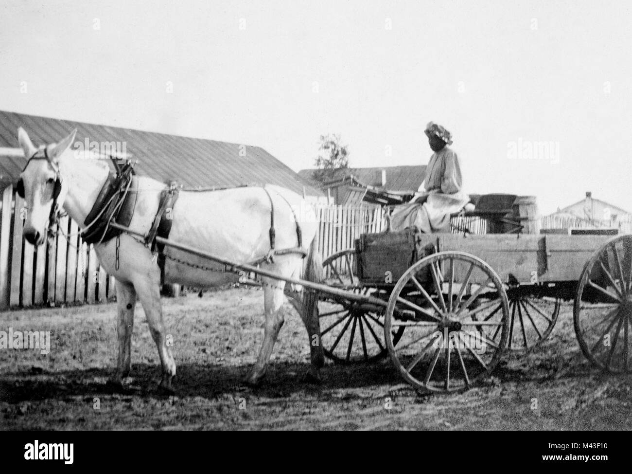 Ein älterer Afrikanische amerikanische Frau treibt sie Pferd und Wagen über den schlammigen Hof von einem Pächter Plantage im amerikanischen Süden, Ca. 1910. Stockfoto