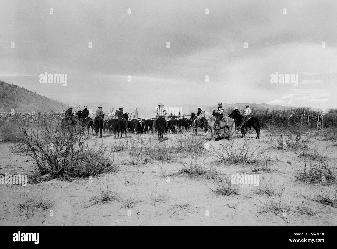 Viehtrieb im amerikanischen Südwesten, Ca. 1948. Stockfoto