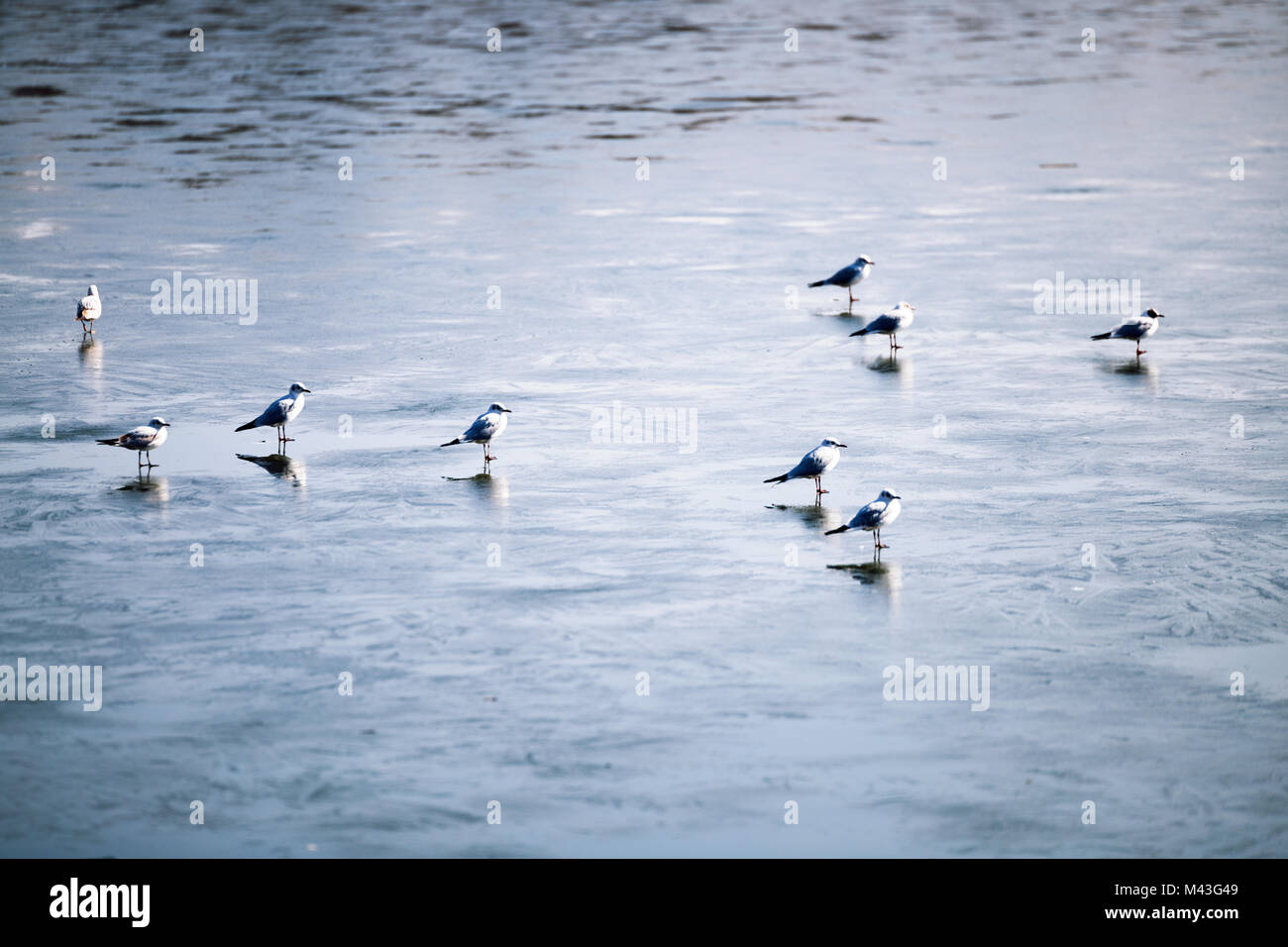 Schwarm Vögel wandern auf gefrorenem See Stockfoto