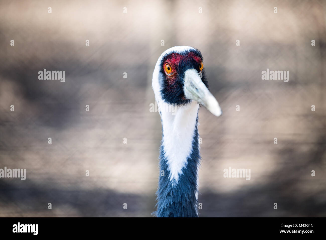 Portrait von weißen Hals Kran in der Natur Stockfoto