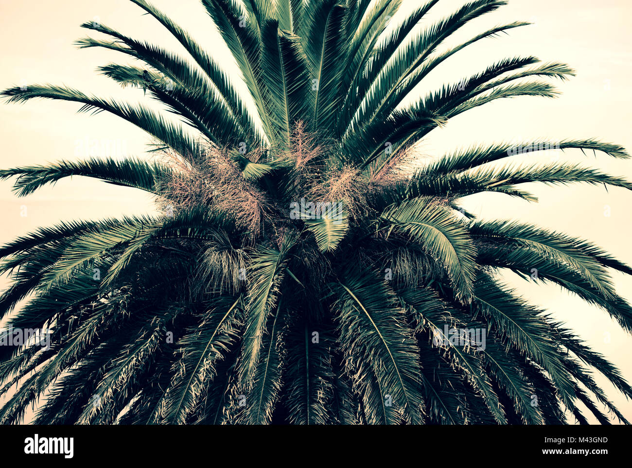 Palm Blätter in näher erfassen Stockfoto