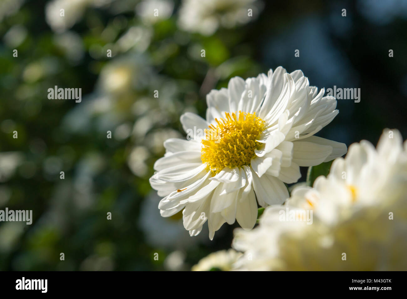 Chrysantheme, die Lieblingsblume für den Monat November. Gelbe oder weiße Chrysanthemumblumen werden in der chinesischen Küche verwendet. Stockfoto