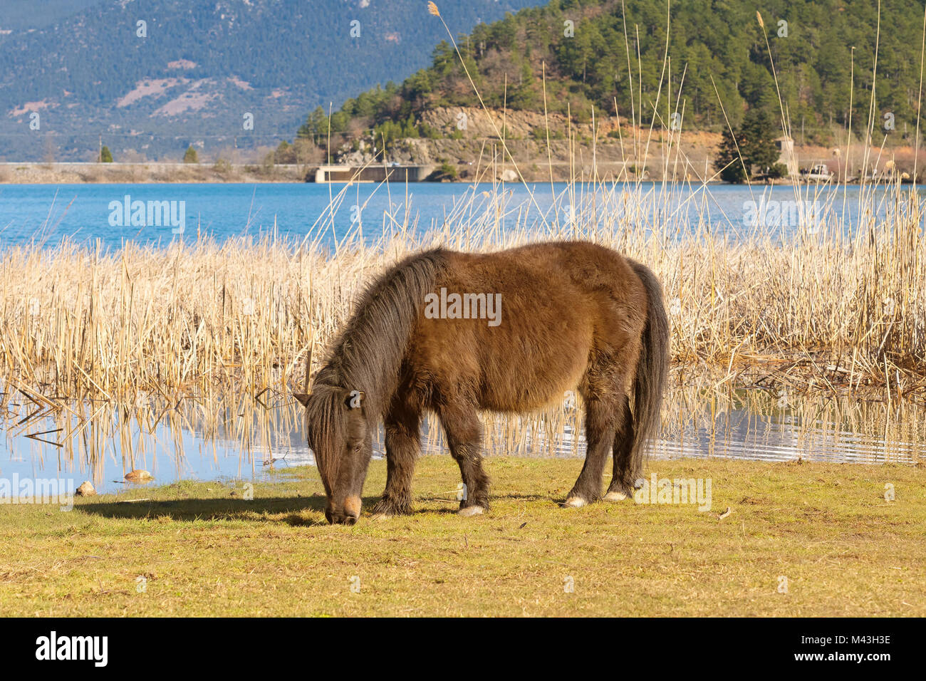 Pony Pferd in der Natur essen. Stockfoto