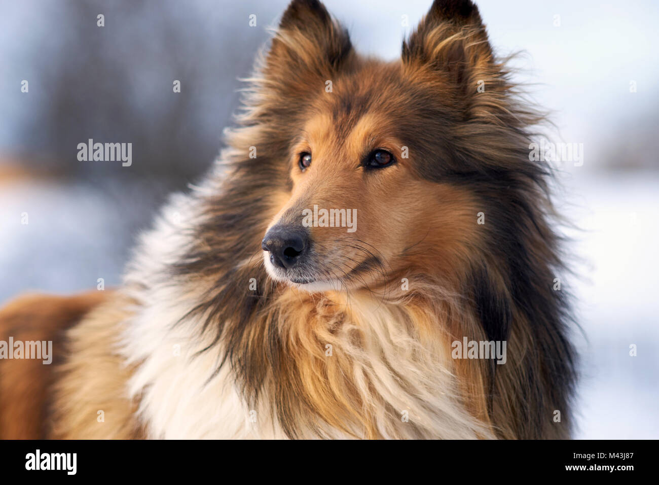 Collie, schottische Hirten im Winter pluton, Nahaufnahme Stockfoto