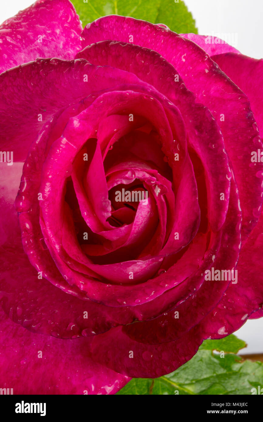 In der Nähe eines schönen, roten Rose mit Tau oder Regentropfen auf die Blütenblätter Stockfoto