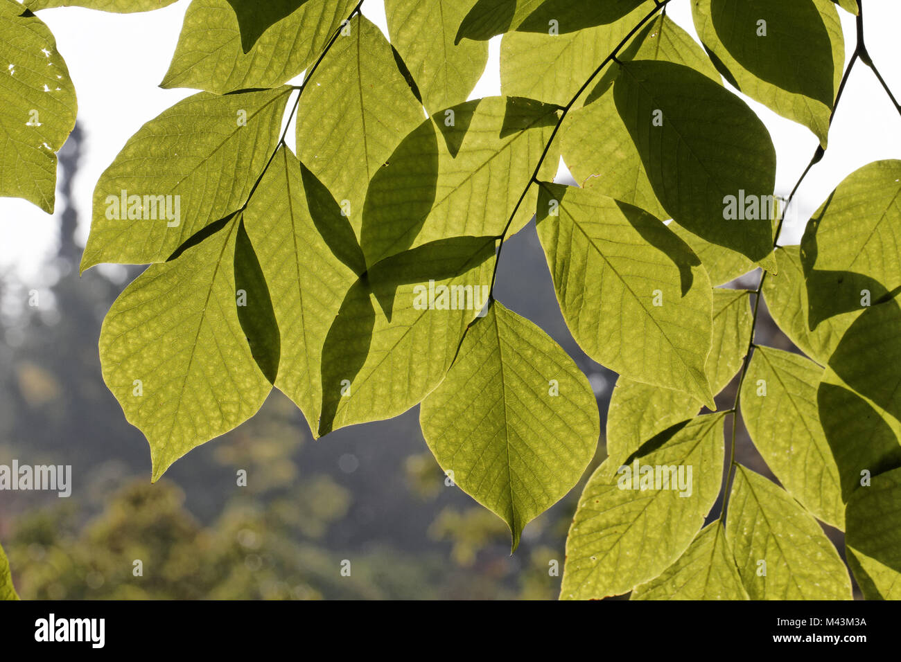 Cladrastis kentukea, Cladrastis lutea, Yellowwood, Stockfoto