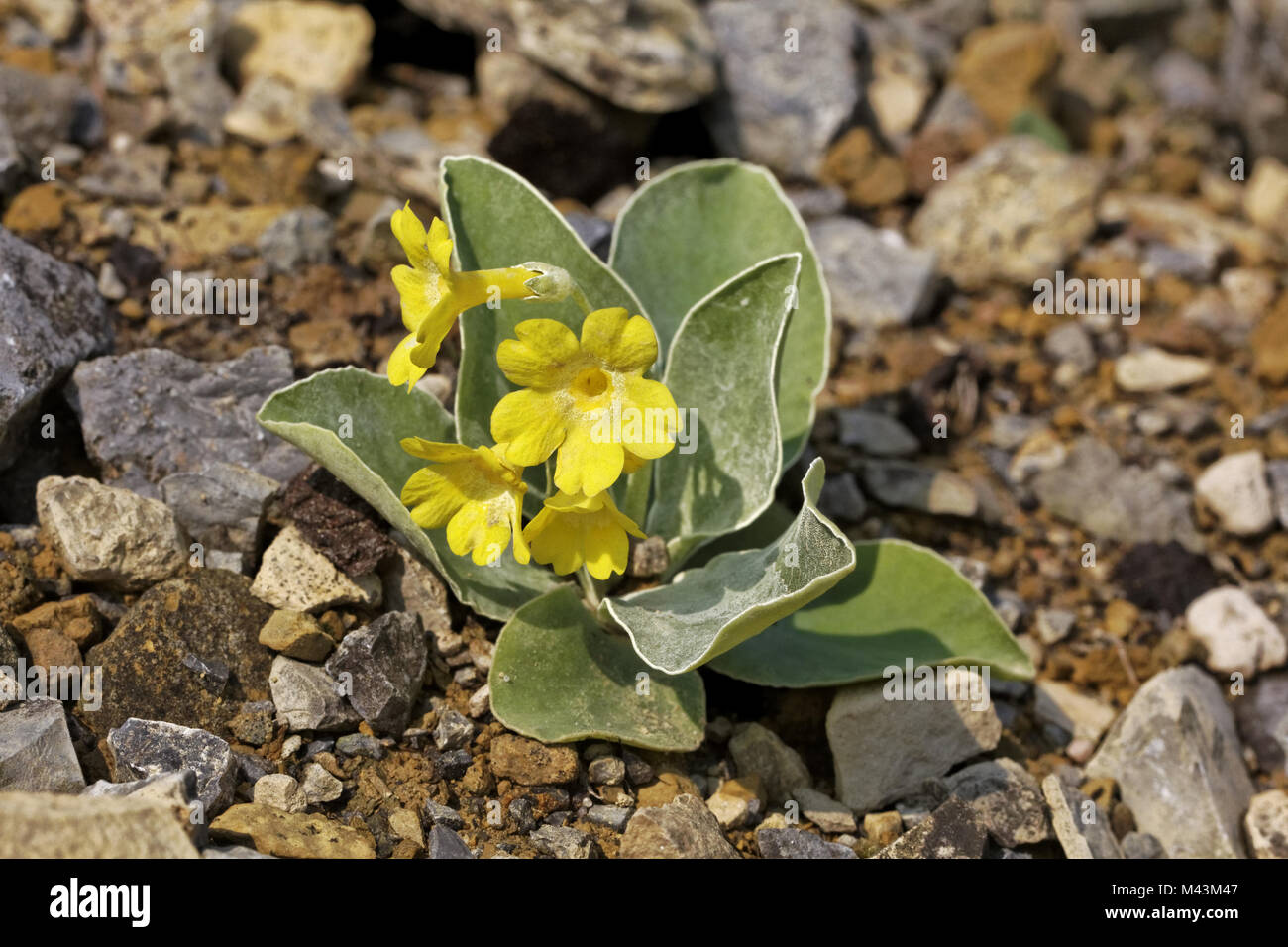 Primula Aurikel, Bear's Ohr, Primel, Schlüsselblume Stockfoto