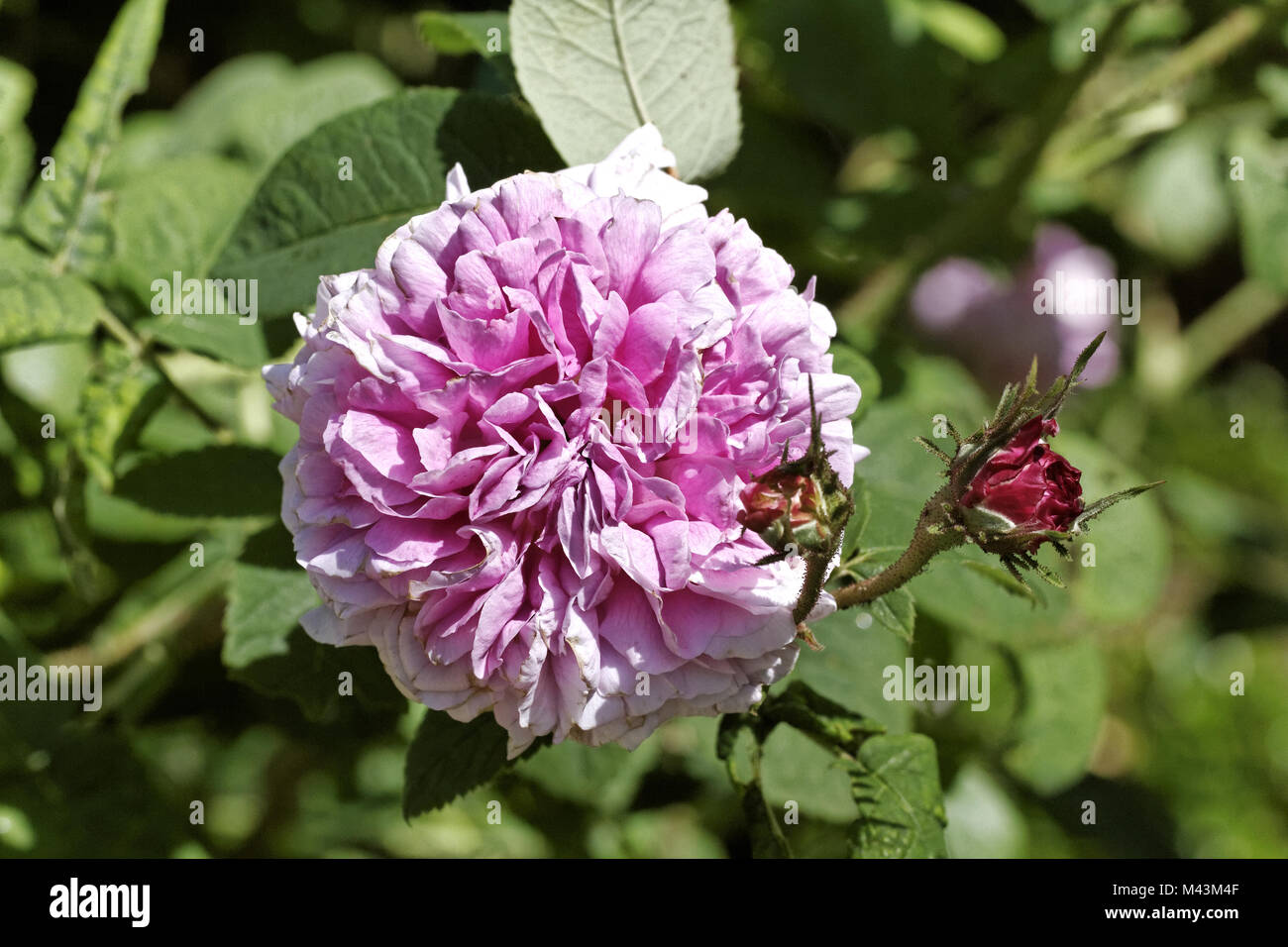 Rosa damascena, Damascener Rose Leda, Damaskus rose Stockfoto