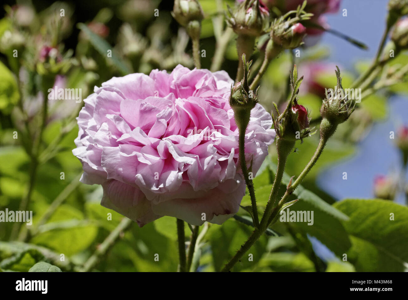 Rosa damascena, Damascener Rose Leda, Damaskus rose Stockfoto