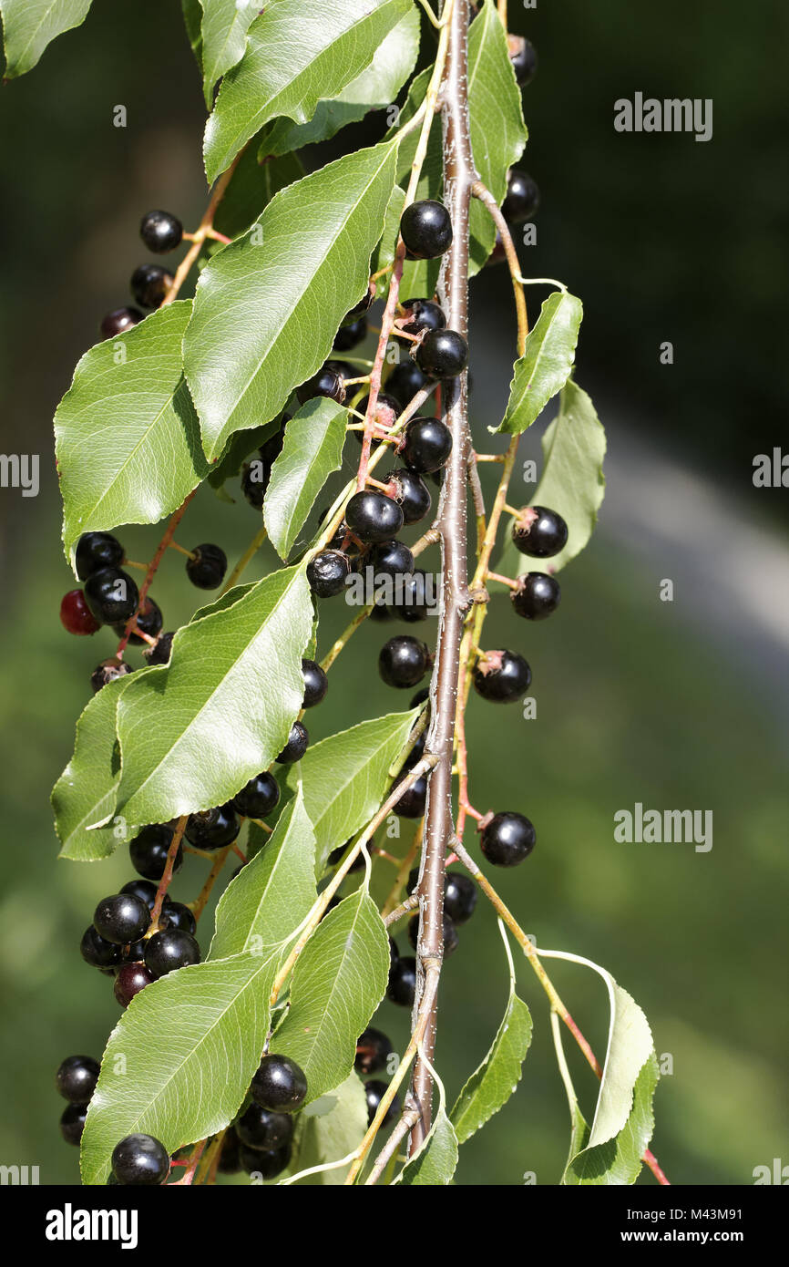 Prunus serotina, Black Cherry, Wild Black Cherry Stockfoto
