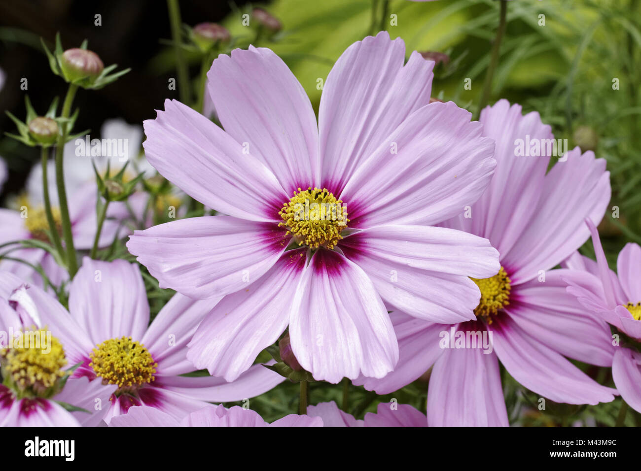 Schmuckkörbchen Sonata Pink Blush, mexikanische Aster Stockfoto