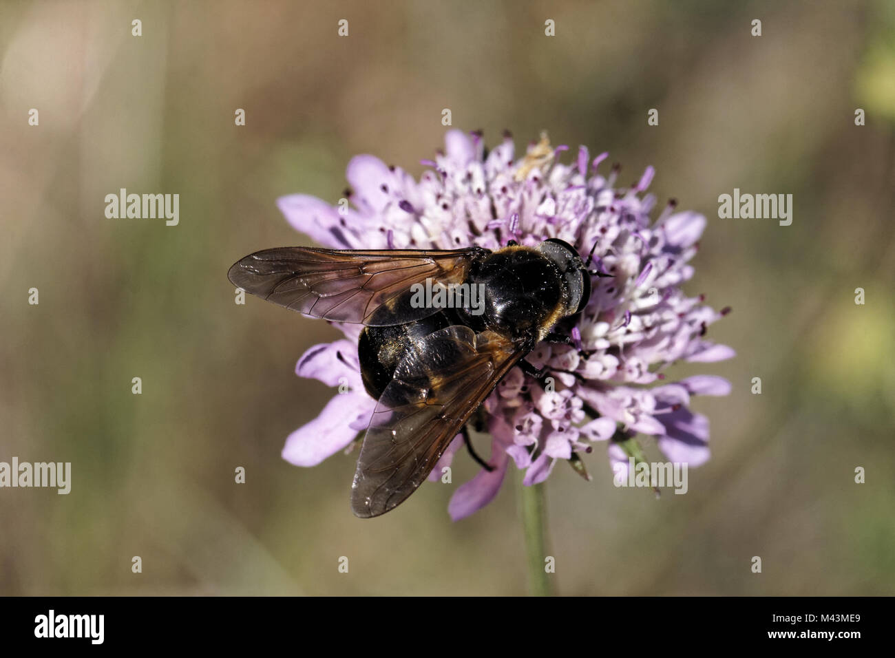 Hybomitra micans, Schwarz-legged Pferdebremse, Pferdebremse ...