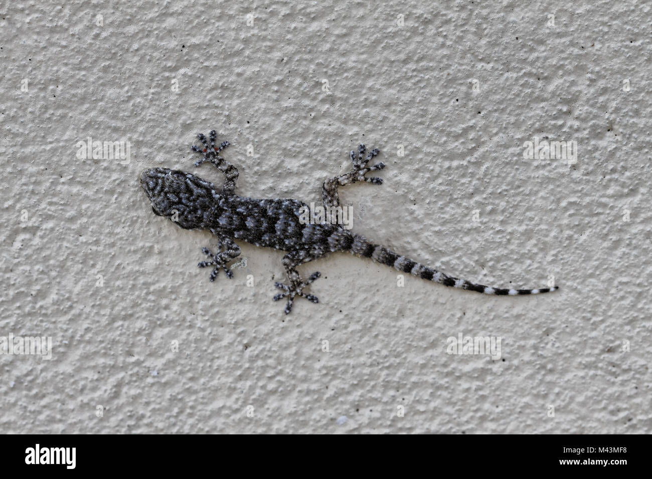 Hemidactylus turcicus, Türkische Gecko, Gecko Stockfoto