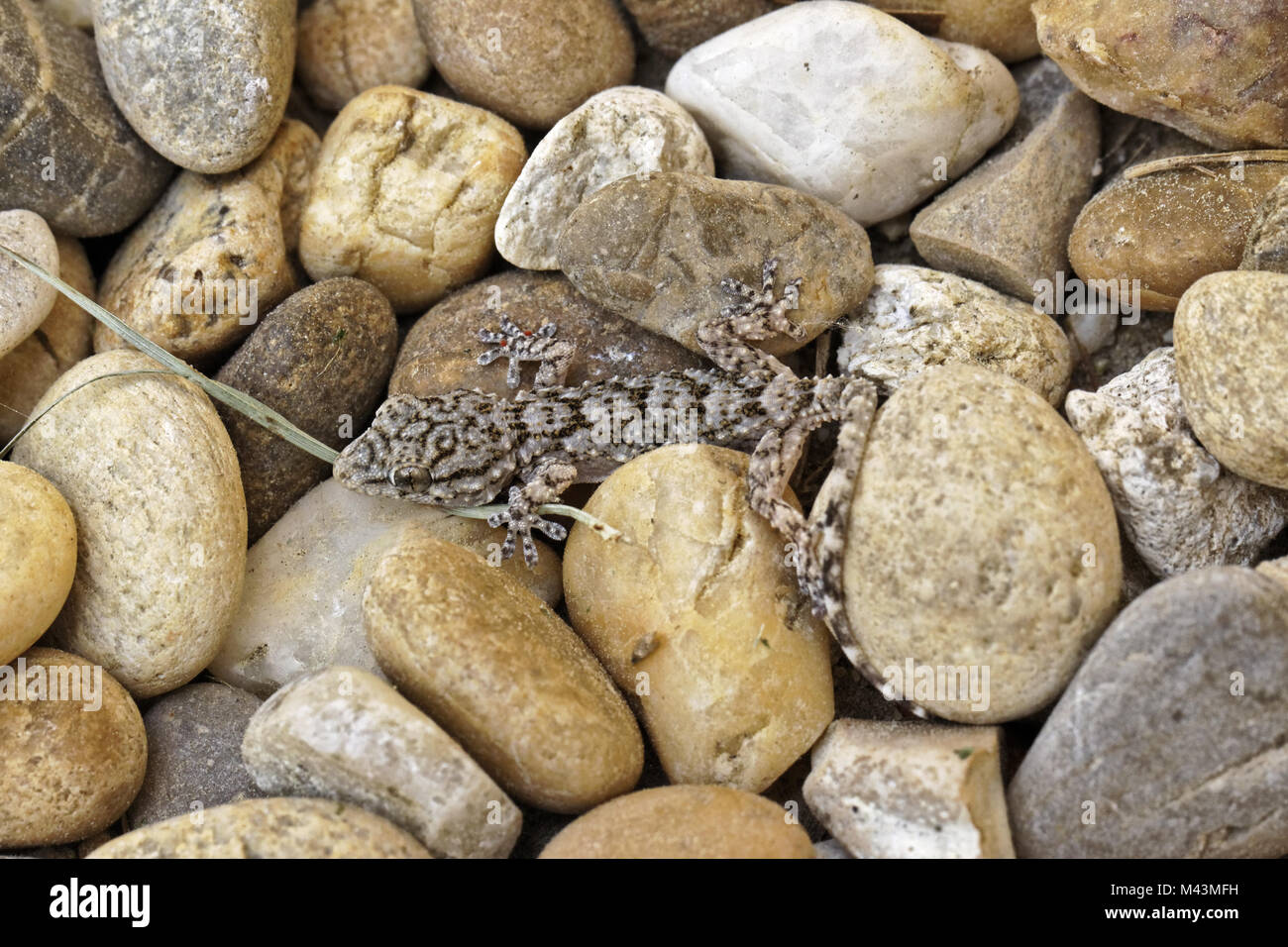 Hemidactylus turcicus, Türkische Gecko, Gecko Stockfoto