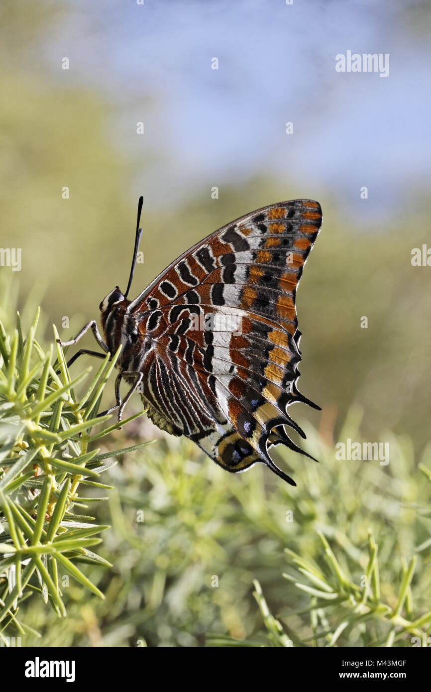 Charaxes jasius, Zwei-tailed Pasha, Foxy Kaiser Stockfoto