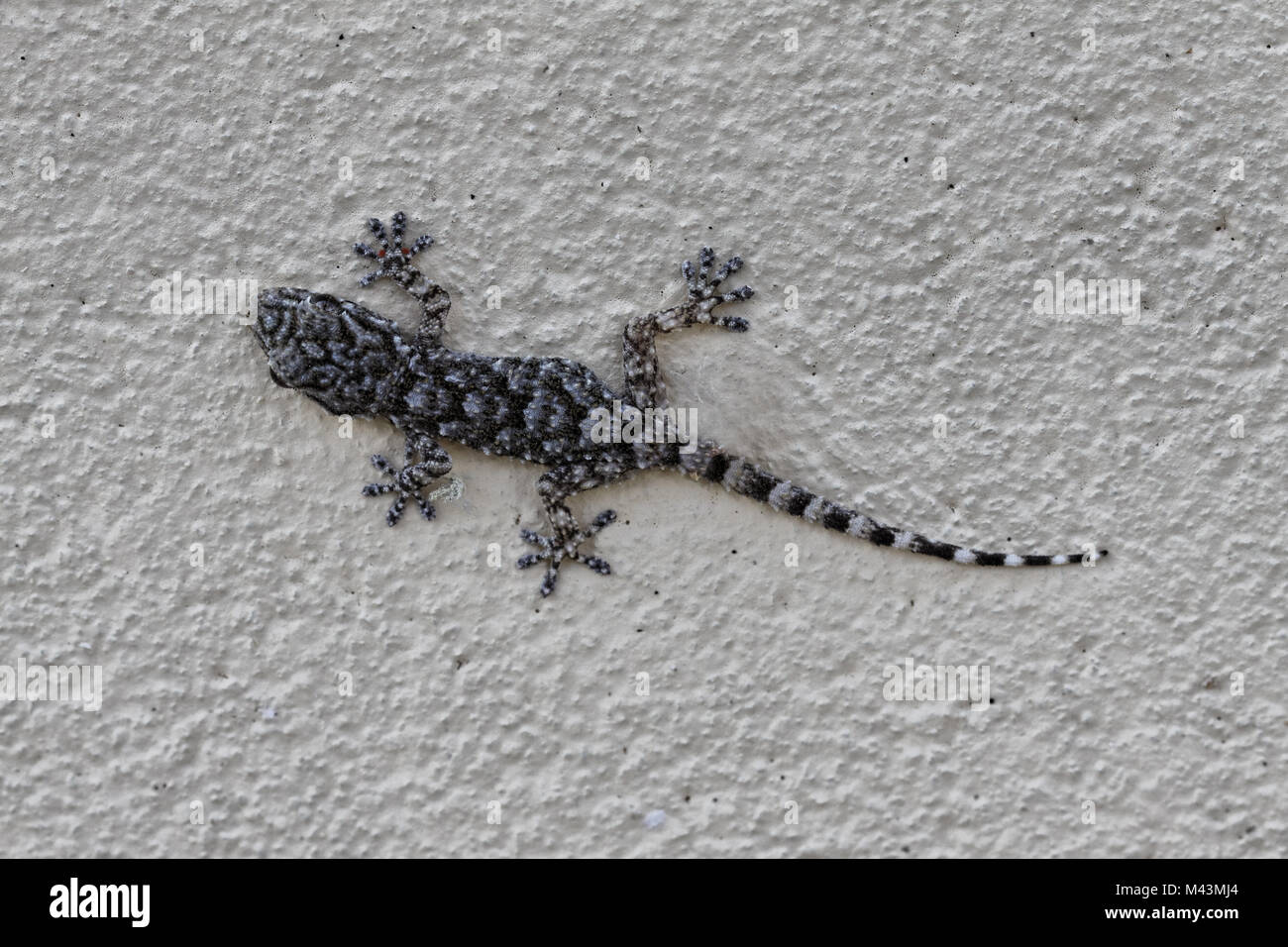 Hemidactylus turcicus, Mediterranes Haus Gecko Stockfoto
