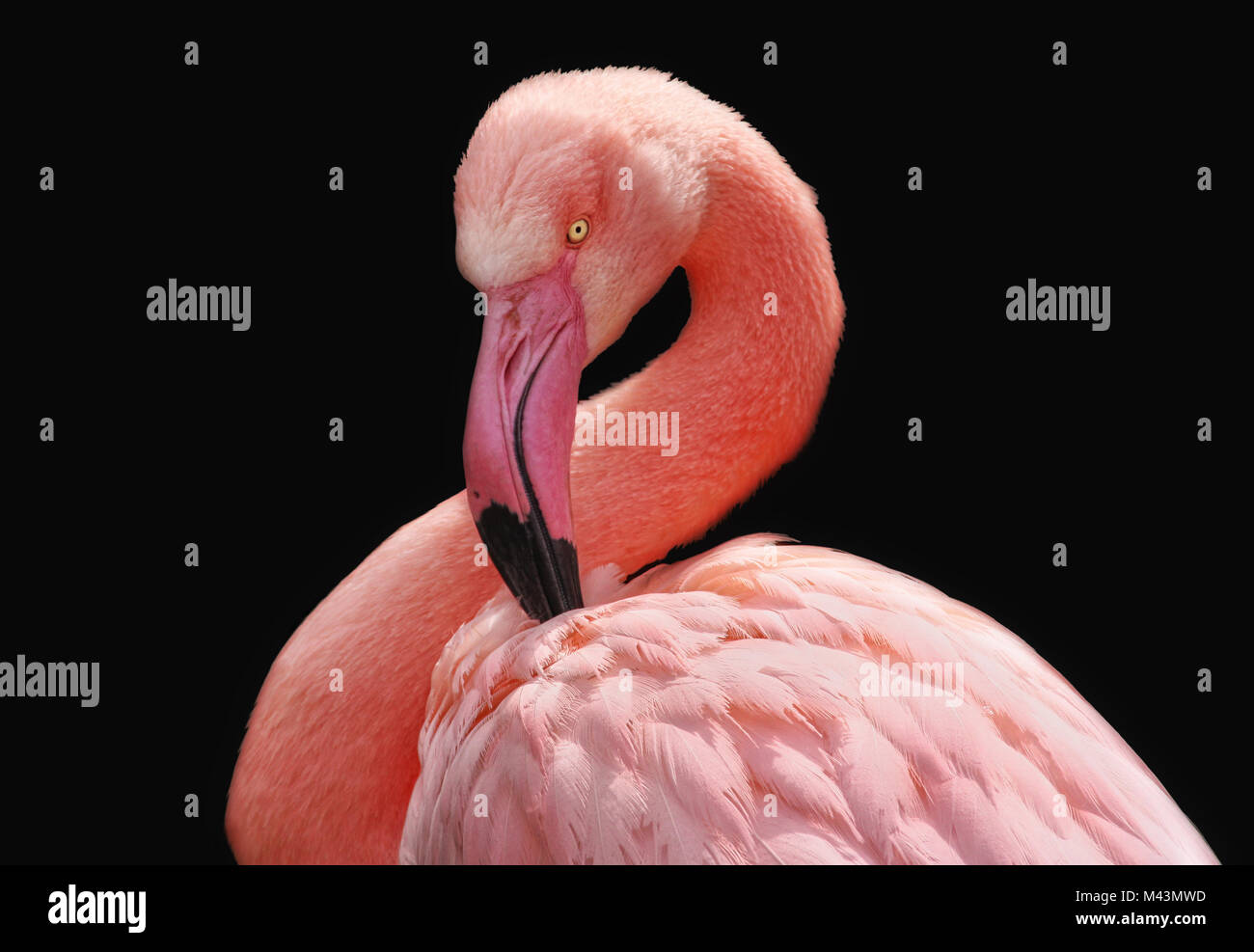 Flamingo Stockfoto