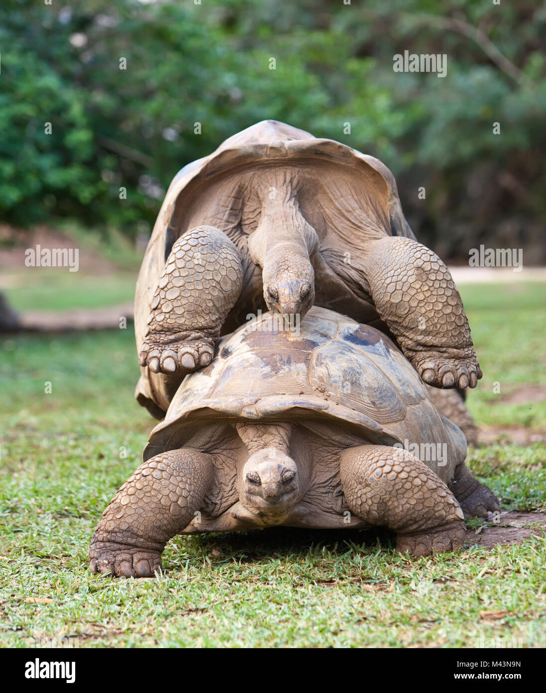Tierwelt in mauritius -Fotos und -Bildmaterial in hoher Auflösung – Alamy