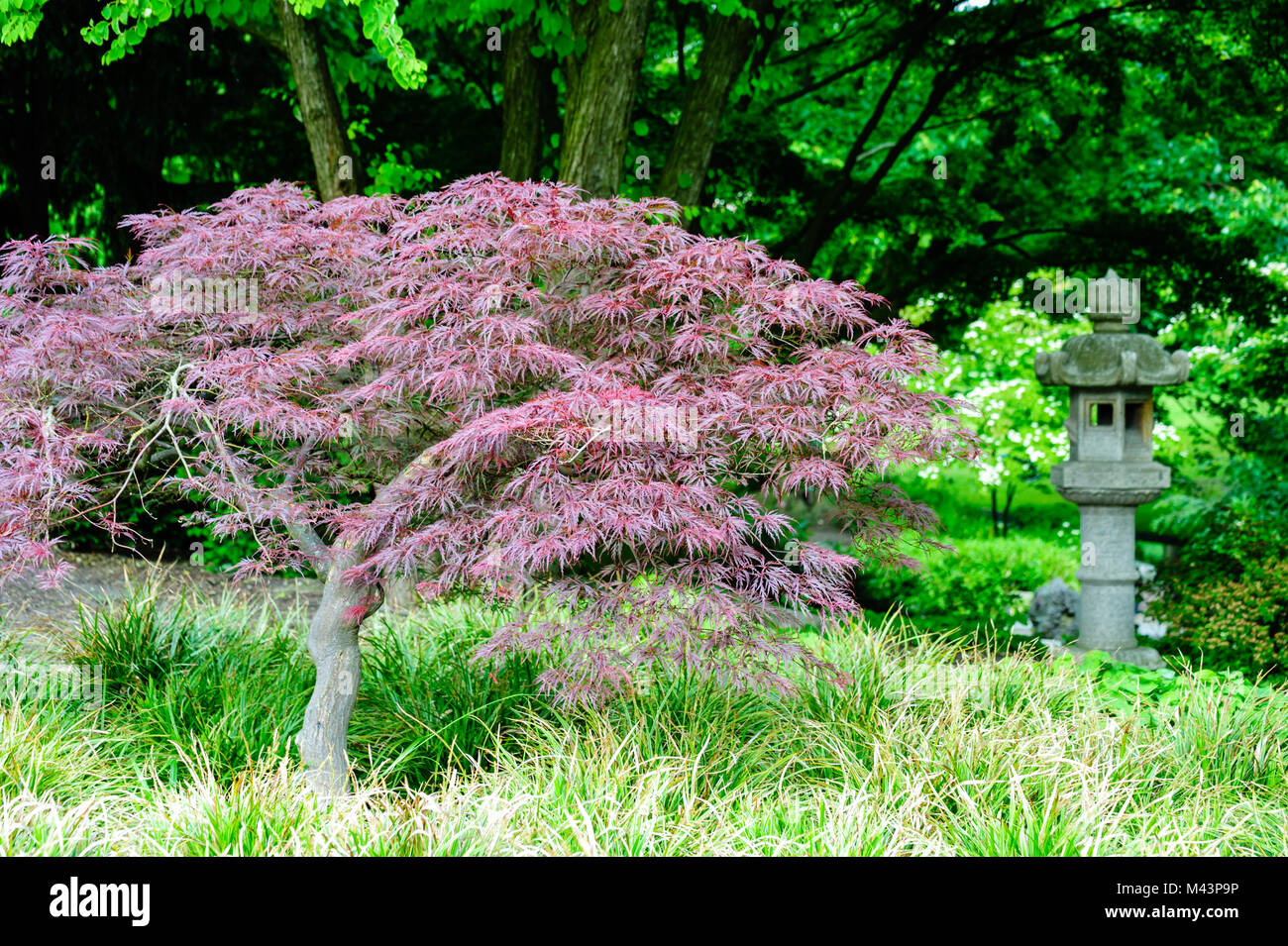 Red Maple im Park Planten un Blomen in Hamburg bei Tageslicht, selektive konzentrieren. Stockfoto