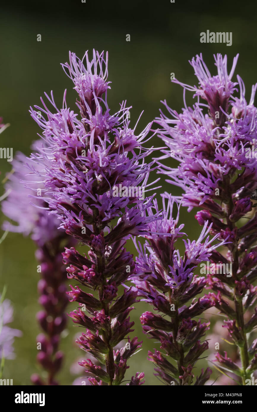 Liatris spicata, dichten Blazing Star, Prairie gay Stockfoto