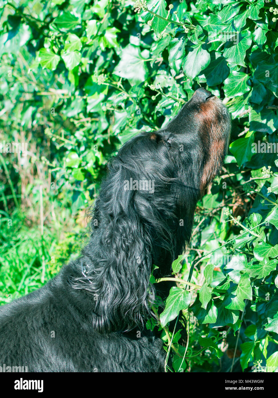 Mein Hund ike Nach oben Stockfoto
